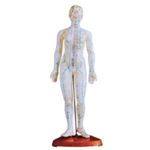 Модель акупунктуры тела (46 см)