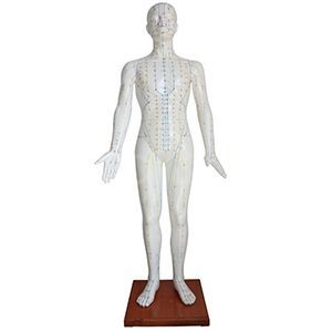 Акупунктурная модель 178 см