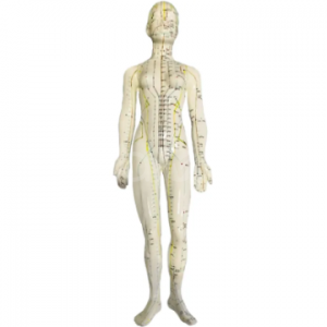 Модель акупунктуры для женского тела (48 см)