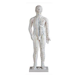 Акупунктурная модель 70 см