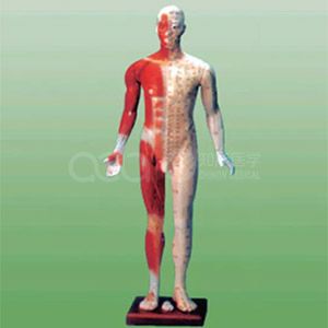 Четырнадцать меридианов модели (84 см)