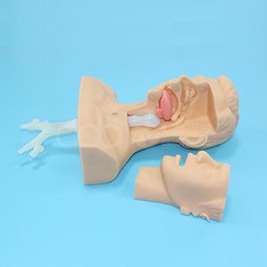 Развитая модель тренировки сурфинга мокроты (медицинская модель)