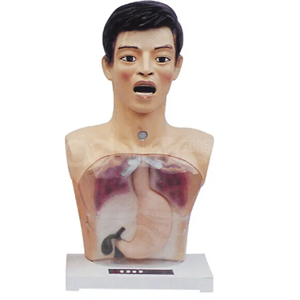 Прозрачная модель промывания желудка