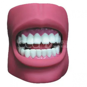 Модель ухода за зубами (с щеками) (натуральный, большой)