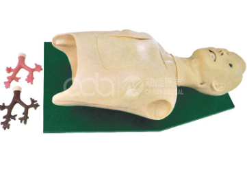 Модель для тренировки бронхоскопа