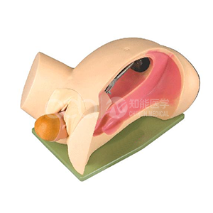 модель обучения механизму родов (продвинутый симулятор родов)