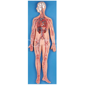 Модель кровеносной системы