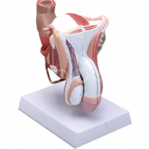 Мужская модель анатомии внешних гениталий