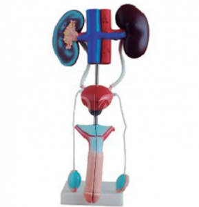 Анатомическая модель мужской мочеполовой системы