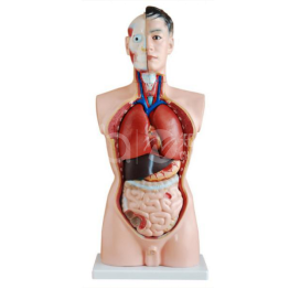 85 см мужская модель тела, 19 деталей