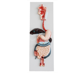 Модель пищеварительной системы