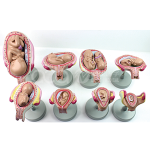 Модель развития плода в утробе (8 комплектов)