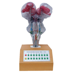 Модель электрического ствола мозга с голосовым подсказком