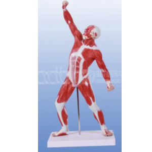 Модель анатомии мышц человека (50 см)