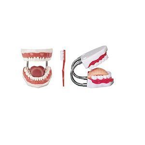 Модель медицинского и стоматологического ухода (5 раз)