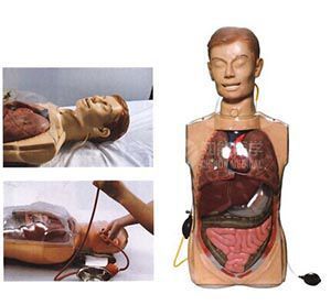 Многофункциональная прозрачная модель опорожнения желудка