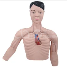 Модель тренировки по вмешательству с помощью PICC-трубки