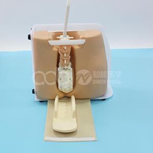 модель пункции позвоночника