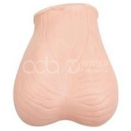 Модель осмотра яичек