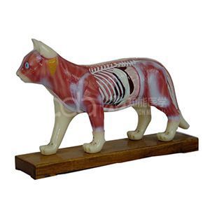 Модель акупунктуры кошек