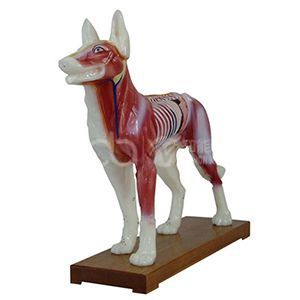 Модель акупунктуры для собак