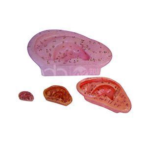 40-сантиметровая модель акупунктуры ушей