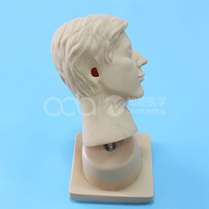 Модель проверки старшего слухового региона