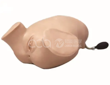 Симулятор анального и вагинального осмотра Леопольдовых манёвров