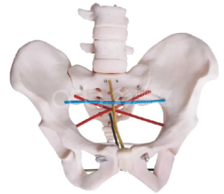 Модель обучения измерению таза