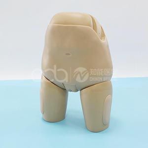 Advanced uterine floor examination evaluation model