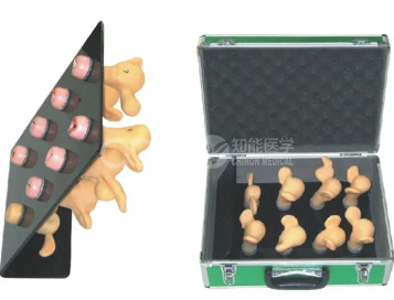 Модель поражения шейки матки