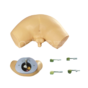 исследуются железы простаты на модели