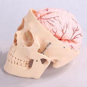 Модель черепа с 8 частями церебральной артерии