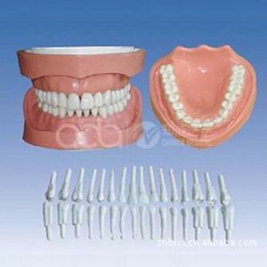 Удаляемая корневая стандартная модель зуба