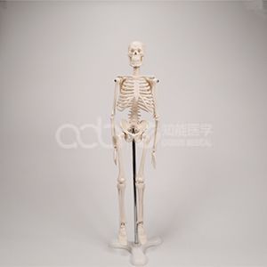 42-сантиметровая модель человеческого скелета