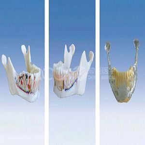 Челюстная кость с зубами анатомической модели