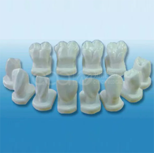 Модель формы зуба