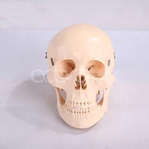 Модель черепа натурального размера
