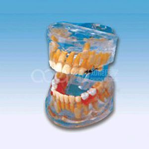 Прозрачная модель развития молочных зубов