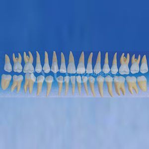 Модель взрослых зубов (32 зуба)