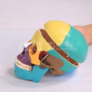 Модель черепа натурального размера с цветом