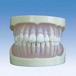 Полный рот прозрачной мягкой резинки, стандартная модель зуба