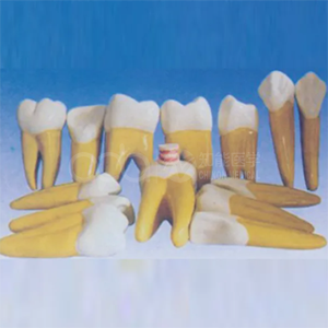 Модель усиления звука зубов (в 15 раз)