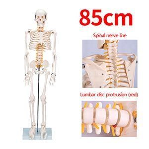 85-сантиметровая модель человеческого скелета