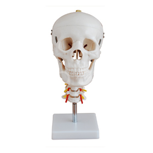 Модель черепа взрослого с шейным позвонком