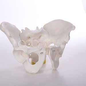 Модели тазового скелета в натуральном масштабе, модель таза взрослого мужчины