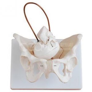 Модель женской таза с черепом плода, модель кости акушерки