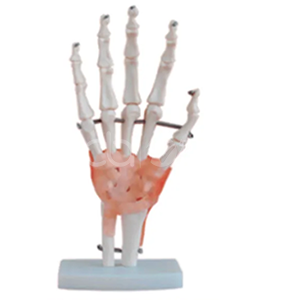 Анатомическая модель сустава руки в натуральном масштабе с связками