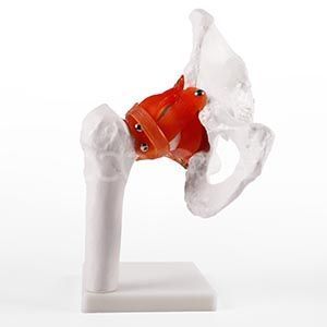 Модель тазобедренного сустава натурального размера