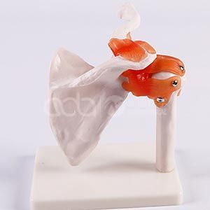 Модель плечевого сустава натурального размера